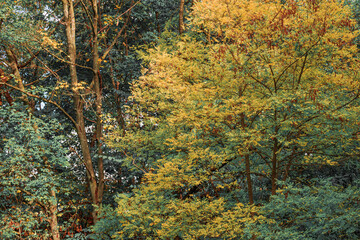 golden green foliage tree nature autumn season background scenery