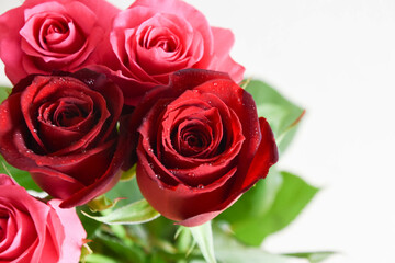 赤とピンクのばら