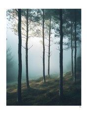 The fresh forest in the morning mist