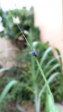 Housefly on Thin Grass Blade &ndash; Natural Macro