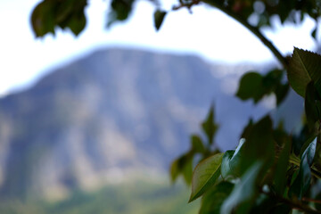 Serene mountain lake with snow-capped peaks and lush forest reflected in calm water. Bright green leaves frame the clear blue sky above. A single swan glides peacefully on the water near a small villa