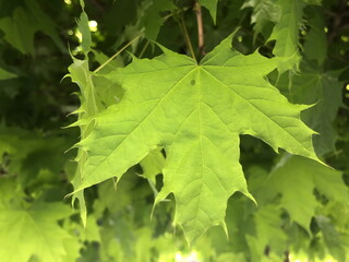 Bright green maple leaves shimmering in the sunlight on a sunny day near a park in late spring