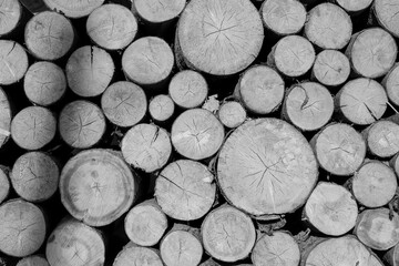 Monochrome Close-up of Stacked Firewood Logs. The Varying Diameters and Textures. Wood Organic...