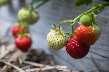 Closeup of strawberries at various ripening stages in a backyard garden