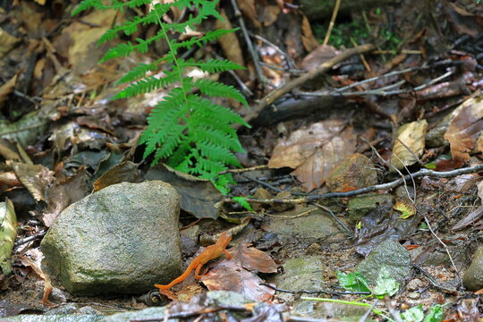 Spotted eastern red newt crawling across the damp forest floor