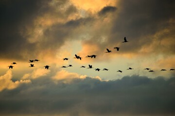birds in the sky at sunset