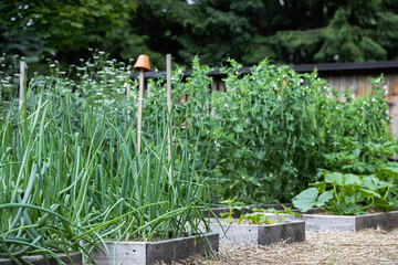 Home garden with raised beds full of onions, peas, and other vegetables