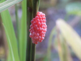 Eggs of the golden apple snail (Pomacea canaliculata), also known as the mulberry snail. These eggs attach to plants and are often found on water surfaces, rice paddy fields, and other objects.
