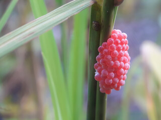 Eggs of the golden apple snail (Pomacea canaliculata), also known as the mulberry snail. These eggs attach to plants and are often found on water surfaces, rice paddy fields, and other objects.