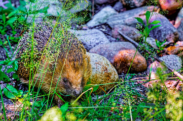 Hedgehog (Erinaceus Europaeus) in a garden between grass and stones on a sunny day.