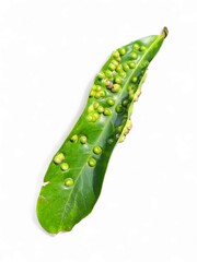 Isolated diseased leaf with visible pest galls. Ideal for biology presentations, farming issues, and eco-educational materials.