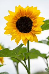 Fototapeta premium Le tournesol 'Beauty d’or' (Helianthus annuus 'Beauty d’or')