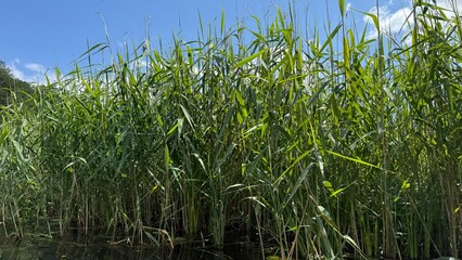 Tall Green Reeds Growing by the Water on a Sunny Summer Day with Clear Blue Sky