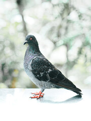 Close up portrait of a female pigeon with iridescent grey feathers and orange eye, standing still...
