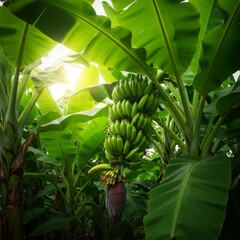 Green Bananas Growing on a Lush Tropical Plant