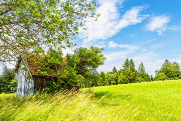 Holzhütte und Bergwiese am Falkenstein bei Pfronten