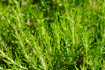 medicinal and aromatic plants, rosemary plant close up