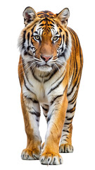 Obraz premium Majestic bengal tiger walking forward with intense gaze and striking orange and black fur isolated on transparent background