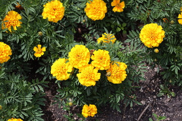 bevy of bright yellow blossoms atop dark-green bushes (close-up, macro, overhead-view)