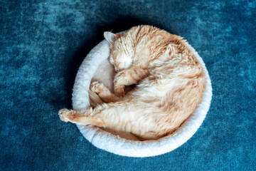 A ginger kitten lying in his soft cozy bed on a blue sofa. 