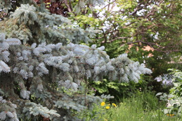 fresh new season growth sprouts from blue spruce bough (close-up)