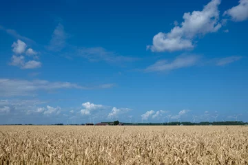 Selbstklebende Fototapeten Lebensmittelhändler Grain field in Flevoland, the Netherlands  © HollandPhotostock.nl