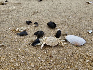 Am Hvidbjerg Strand von Blavand