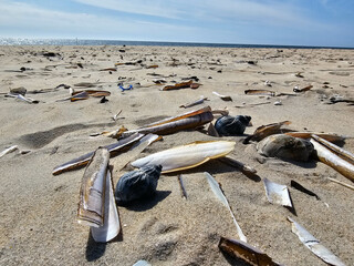 Am Hvidbjerg Strand von Blavand