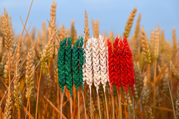 Wheat ears painted with the flag of Italy, field of wheat, grain