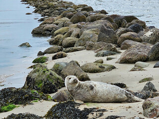 Am Hvidbjerg Strand von Blavand