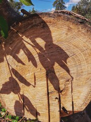 A felled tree