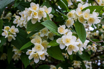 Cluster of blooming jasmine flowers on green bush