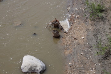 rotting remains of two posts protrude from water along muddy shoreline