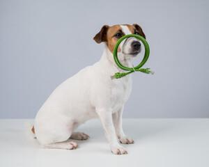 Jack Russell Terrier Dog Holding Internet Wire. 