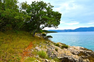 Fototapeta premium Trail along the coast bellow a tree at the coast of Krk island in Kvarner, Croatia