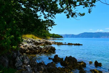 Tree branches above the rocks at Krk island at the coast of the Adriatic sea in Kvarner, Croatia