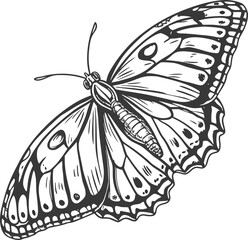 Black swallowtail butterfly vector illustration, isolated insect with colorful wings