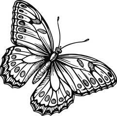 A stunning black and white butterfly vector illustration on a clean white background, showcasing the intricate wings of this beautiful insect