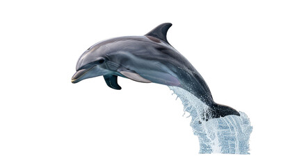 Leaping dolphin splash Graceful ocean creature