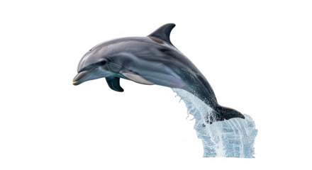 Leaping dolphin splash Graceful ocean creature