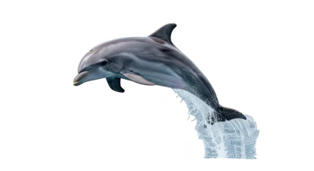 Fototapeten Delphin Leaping dolphin splash Graceful ocean creature  © FahrulRosi