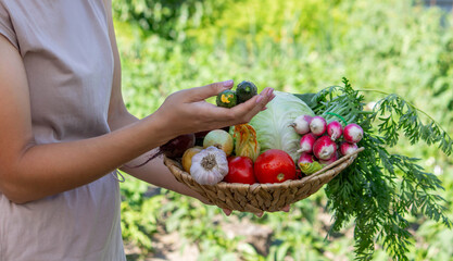 Woman holding fresh vegetables in her hands in the garden. Selective focus