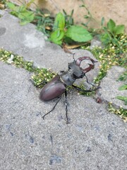 stag beetle on green leaf