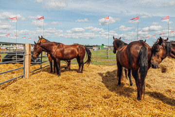 Portraits of Arabian stallions. Horses in a stall