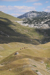 Montenegro: Durmitor National Park - Sedlo Pass. a flock of sheep grazing among the mountains....