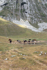a herd of wild horses drinking water from a mountain lake at the foot of the mountain. Montenegro, Durmitor National Park, Durmitor Massif. Photo vertical close-up