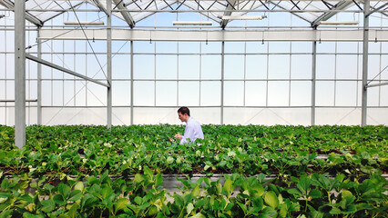 Scientist in white coat examines green crops in modern greenhouse, promoting eco-friendly farming,...