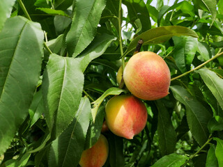 Ripe Peaches Hanging on Tree Branch in Orchard