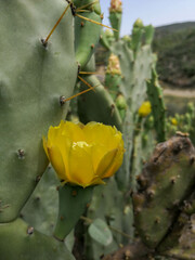 Yellow Cactus Flower Blooming on Prickly Pear Plant in Desert Landscape