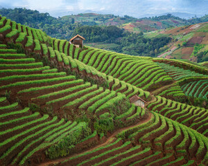 Panyaweuyan's terraced shallot fields in Majalengka, West Java, are a stunning natural wonder. The intricately carved hillsides create a picturesque landscape of lush green terraces